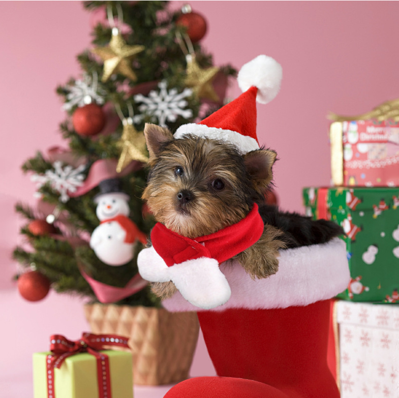 Gizlux pet Santa hat and scarf set - image 1