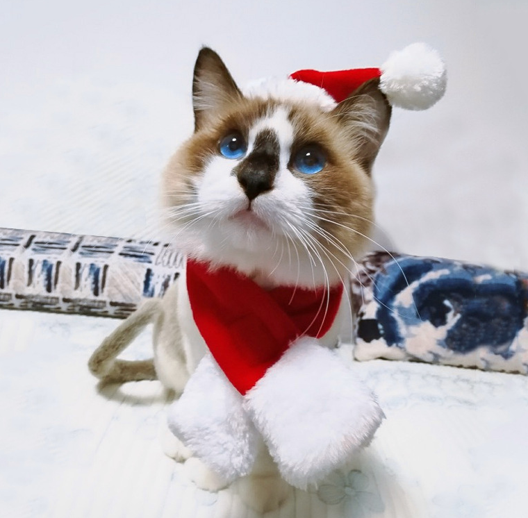 Gizlux pet Santa hat and scarf set - image 4