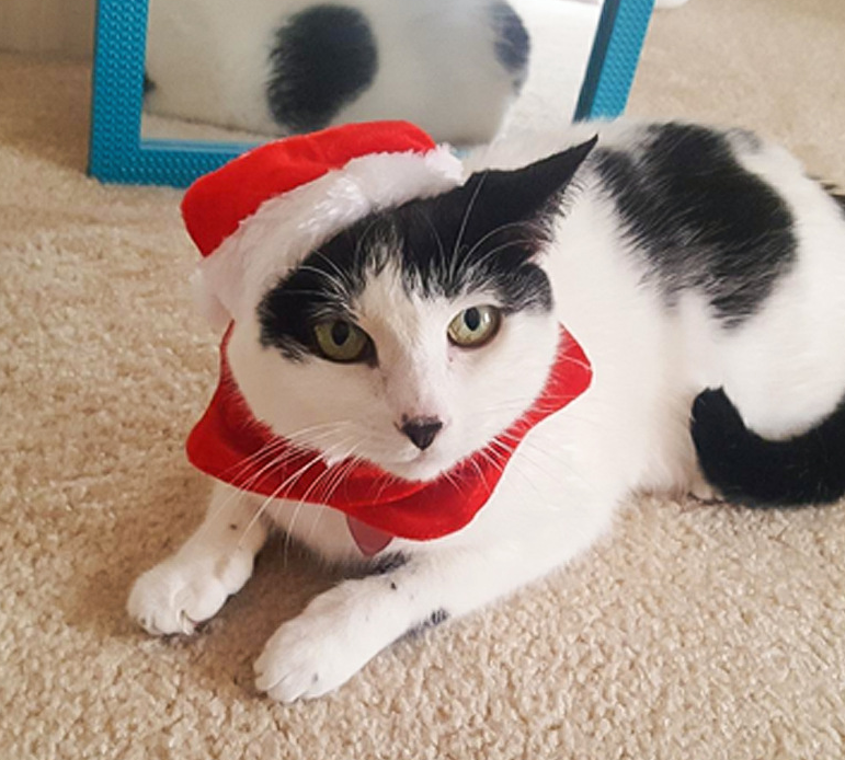 Gizlux pet Santa hat and scarf set - image 3