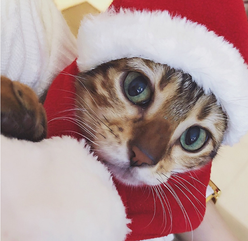 Gizlux pet Santa hat and scarf set - image 2